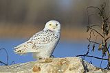 Snowy Owl